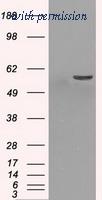 OriGene TA500594AM image 1