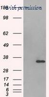 OriGene TA500602BM image 1