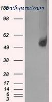 OriGene TA500603BM image 1