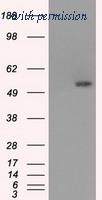OriGene TA500604BM image 1