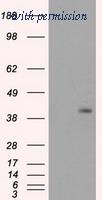 OriGene TA500614BM image 1