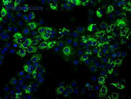 OriGene TA500615BM image 1