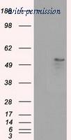 OriGene TA500616AM image 1