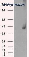 OriGene TA500672AM image 1