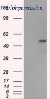 OriGene TA500675AM image 1