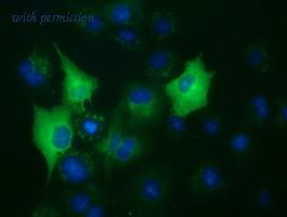 OriGene TA500679AM image 1