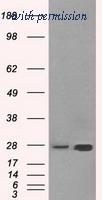 OriGene TA500686AM image 1