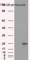 OriGene TA500690BM image 1