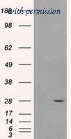 OriGene TA500691BM image 1