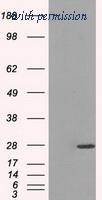 OriGene TA500692AM image 1