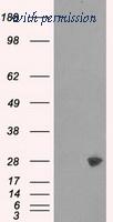 OriGene TA500694AM image 1
