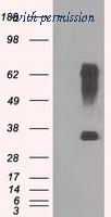 OriGene TA500699AM image 1