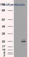 OriGene TA500719BM image 1
