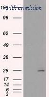 OriGene TA500720AM image 1