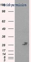 OriGene TA500721AM image 1
