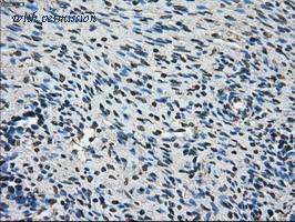 OriGene TA500744BM image 1