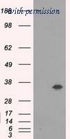 OriGene TA500767AM image 1