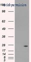 OriGene TA500773AM image 1