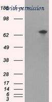 OriGene TA500775BM image 1