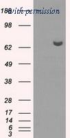 OriGene TA500787AM image 1