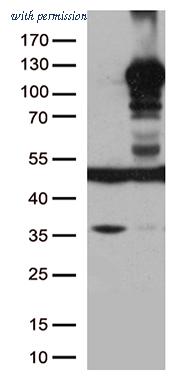 OriGene TA500797AM image 1