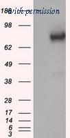 OriGene TA500801AM image 1