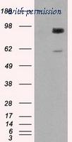 OriGene TA500807BM image 1