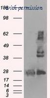 OriGene TA500813AM image 1