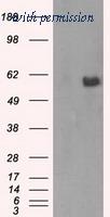 OriGene TA500814AM image 1