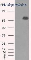 OriGene TA500816BM image 1