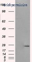 OriGene TA500818AM image 1