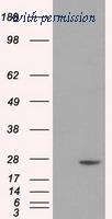 OriGene TA500819AM image 1