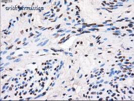 OriGene TA500829BM image 1