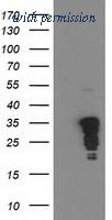 OriGene TA500842BM image 1