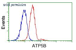 OriGene TA500849BM image 1