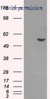 OriGene TA500850AM image 1