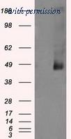OriGene TA500860AM image 1