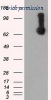 OriGene TA500890BM image 1