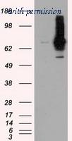 OriGene TA500893AM image 1