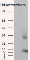 OriGene TA500905BM image 1
