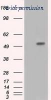 OriGene TA500906BM image 1