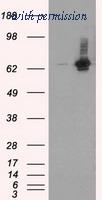 OriGene TA500915AM image 1