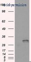 OriGene TA500944AM image 1