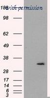 OriGene TA500945BM image 1