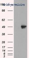 OriGene TA500951BM image 1