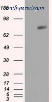OriGene TA500953AM image 1