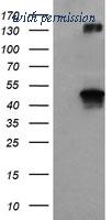 OriGene TA500960AM image 1