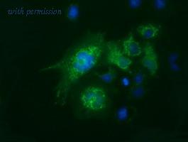 OriGene TA500975BM image 1
