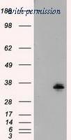 OriGene TA500976BM image 1