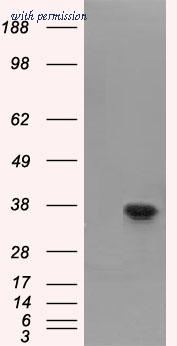 OriGene TA500993AM image 1